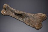Fossil Hadrosaur Femur With Metal Stand - Montana #352273-10